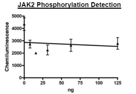 JAK2 Phosphorylation Detection